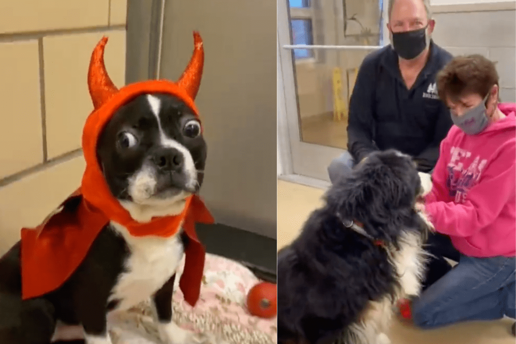 rescue pet routine