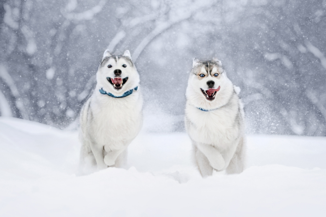 Two Huskies running through the snow