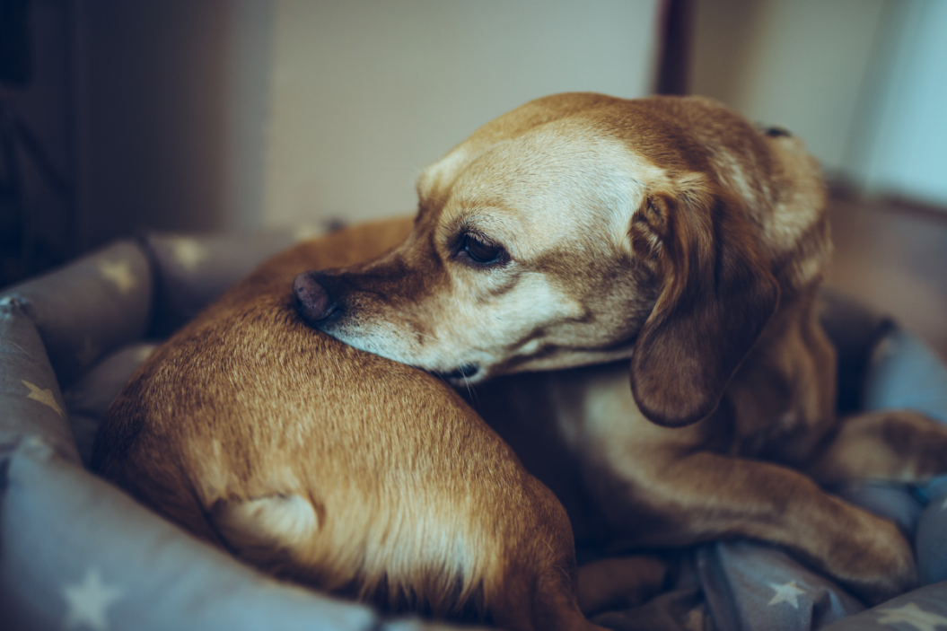 Food Allergies in Dogs