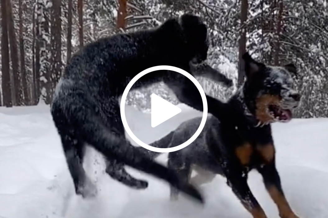Rottweiler and black snow leopard