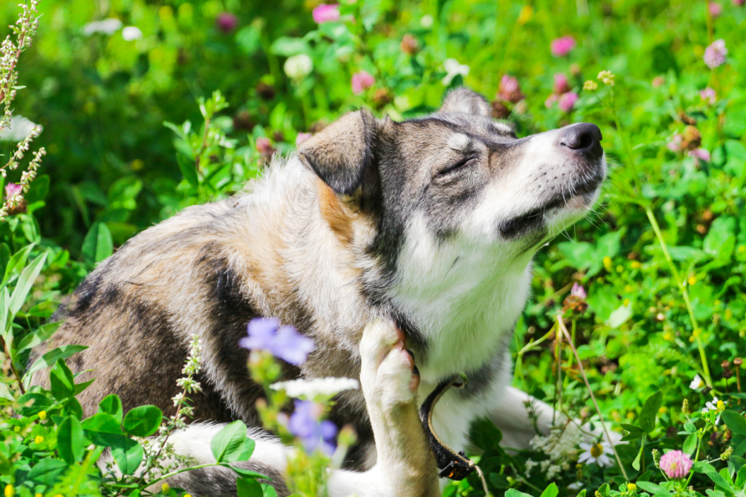 seasonal allergies in dogs