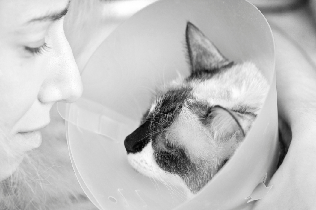 pet diagnosed with cancer