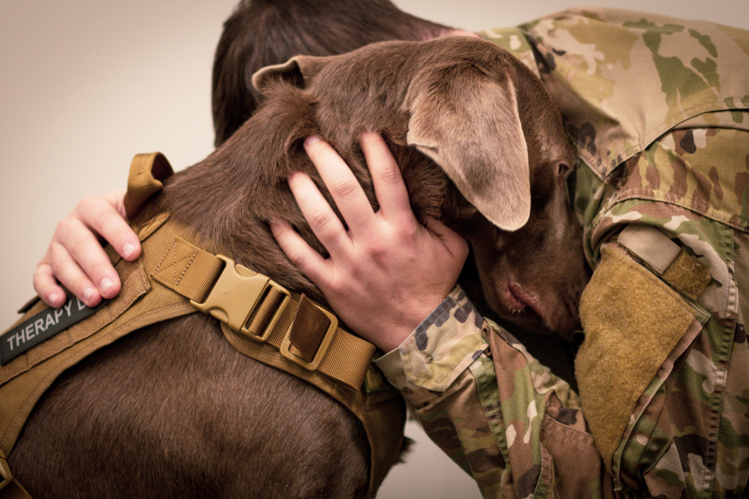 military dog breeds