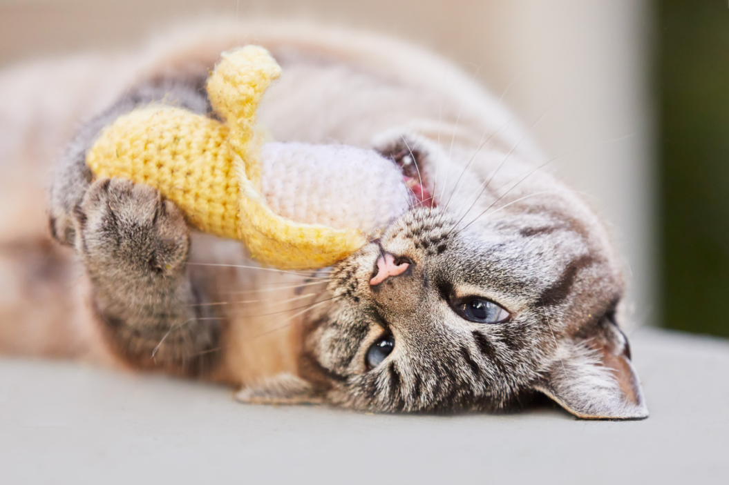 cat toys for bored cats