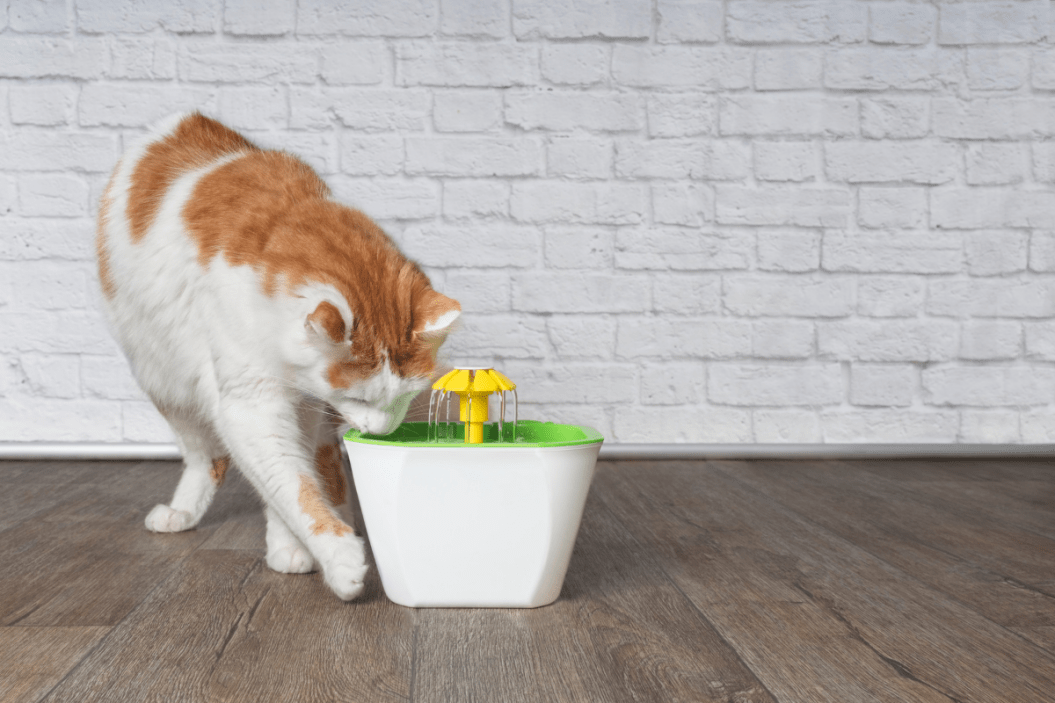 cat water fountains