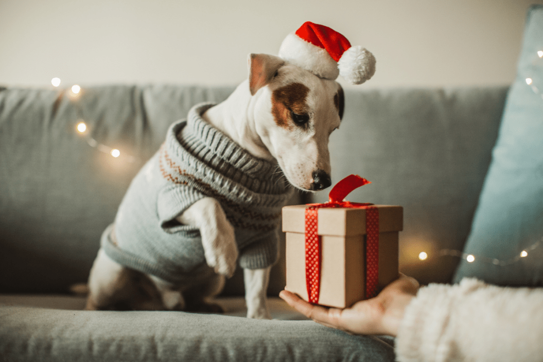 chewy cyber monday 2021