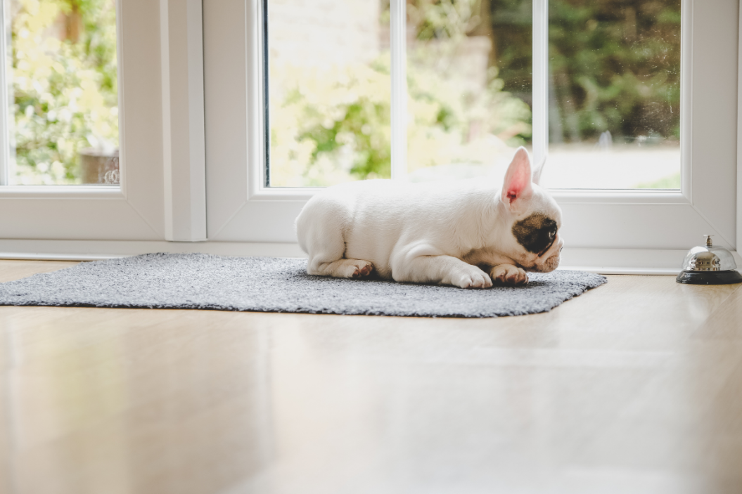 dog potty training bells