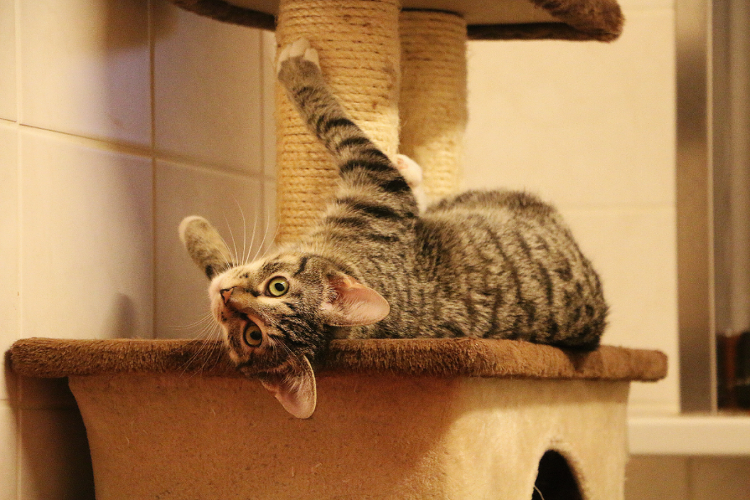 best cat scratchers