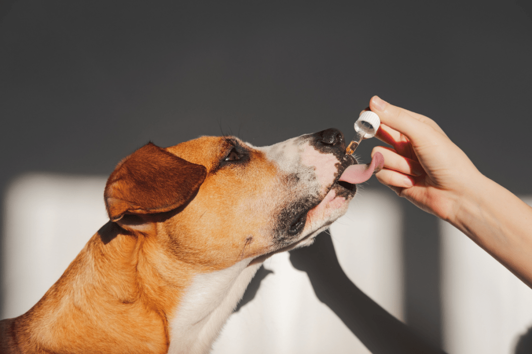 cbd dog treats