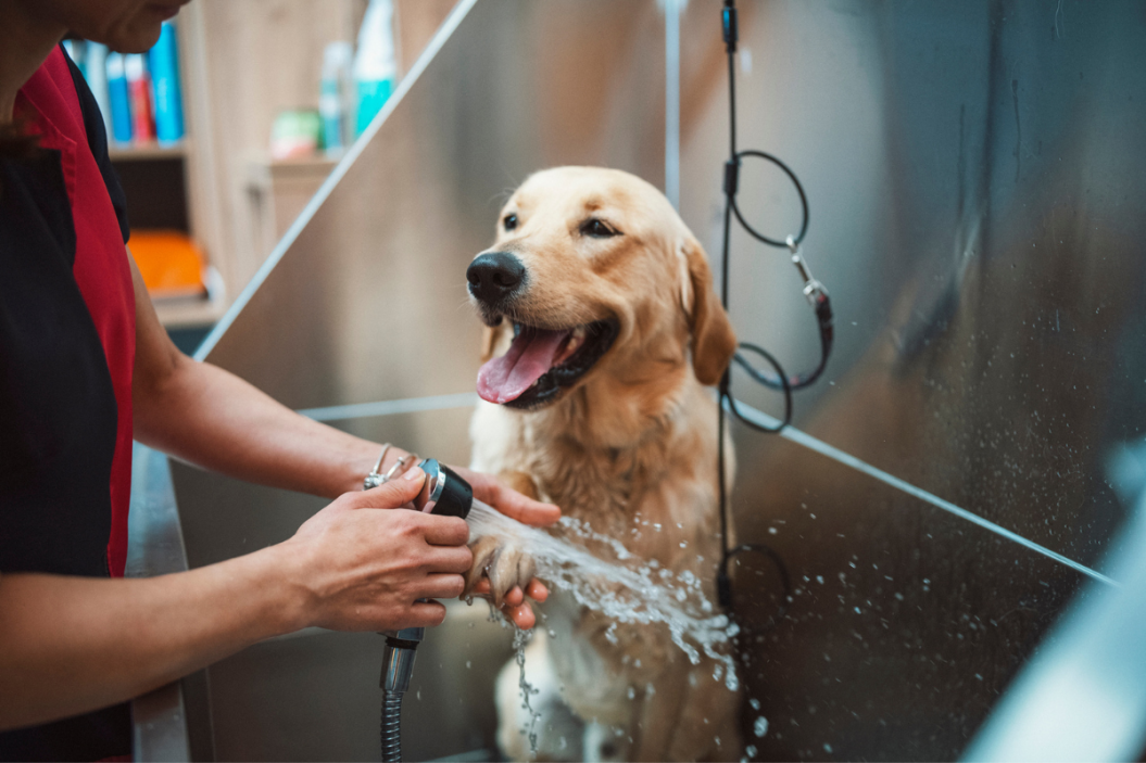 dog grooming tools