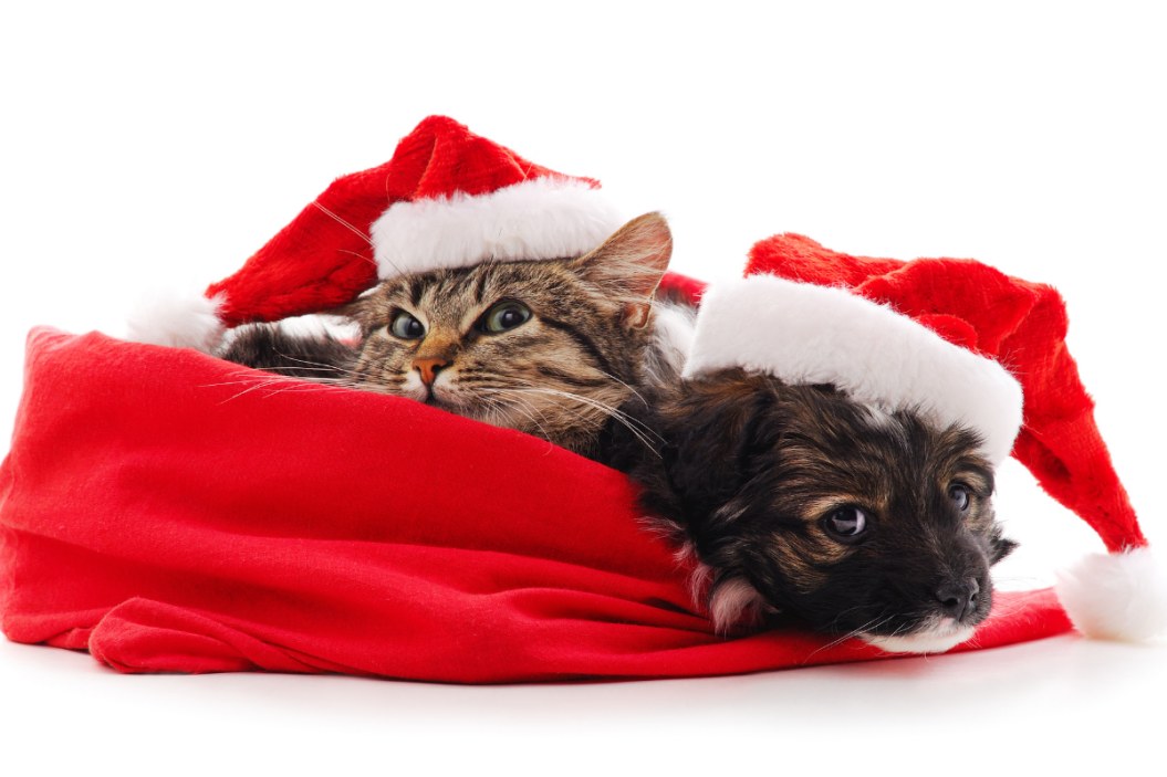 stocking stuffers for pets