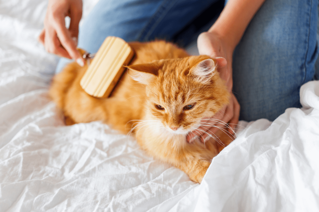 cat grooming tools