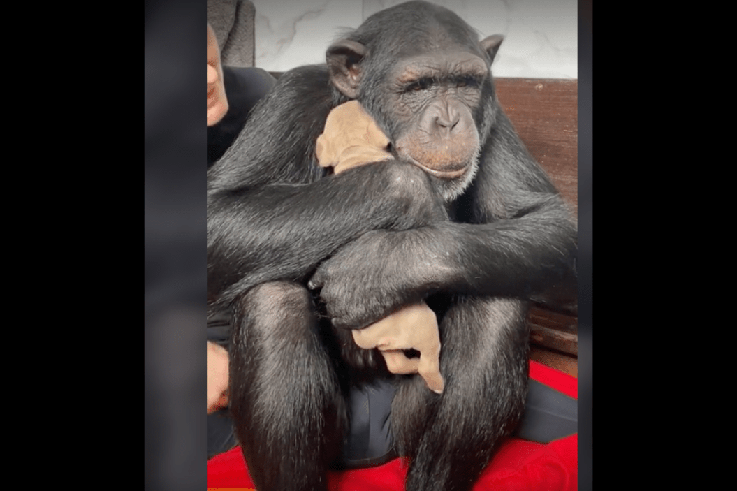 Vali the chimp snuggles puppy