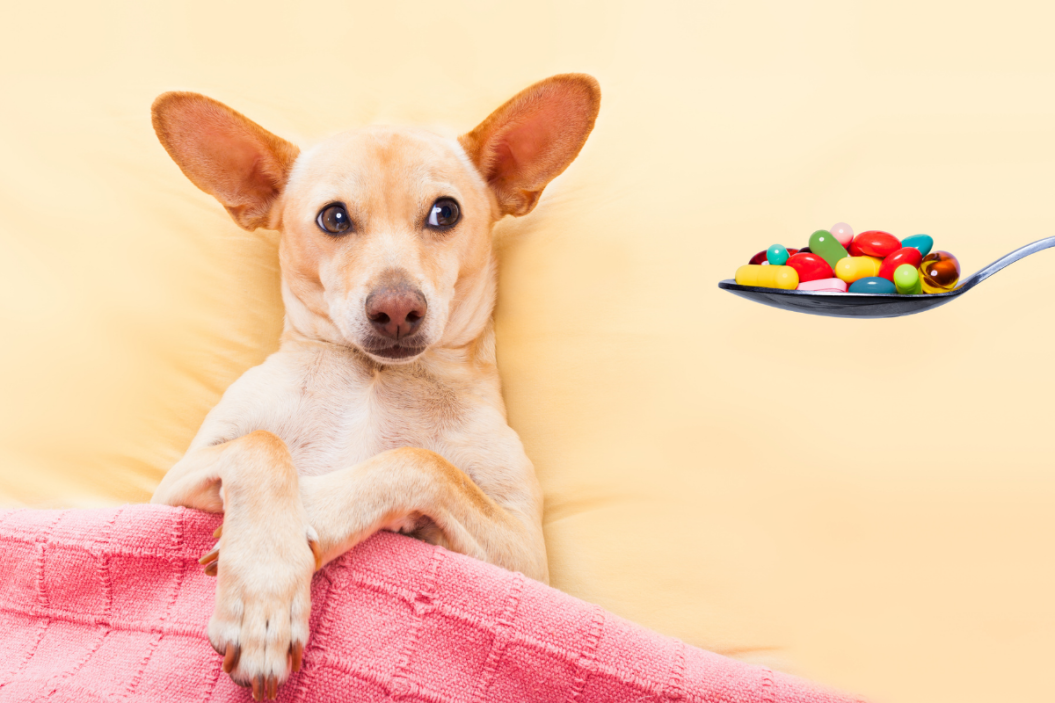 diy pet pill pockets