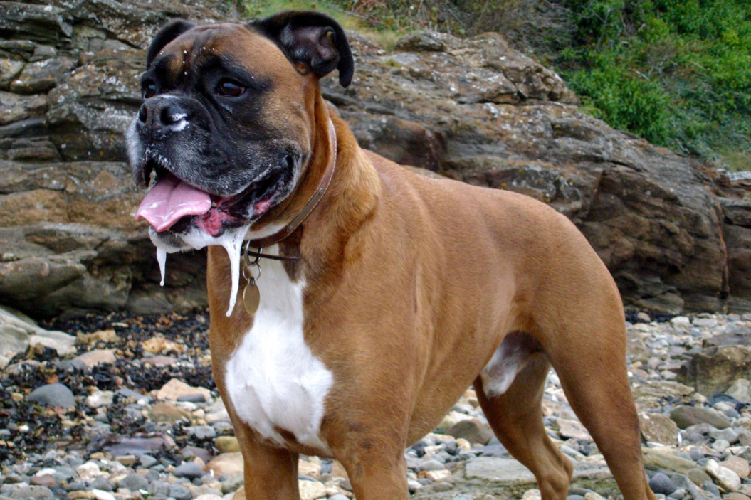 dogs who drool