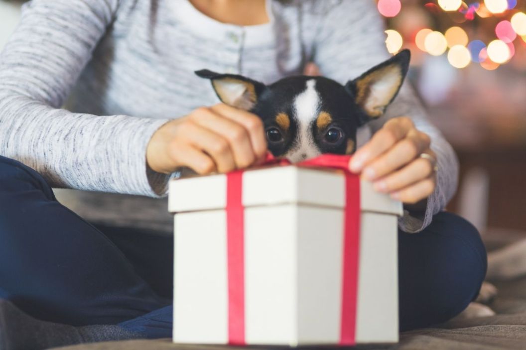 dog christmas gifts