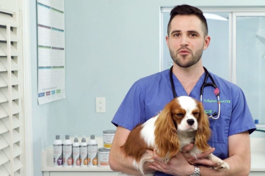 medicated dog shampoo for itchy skin