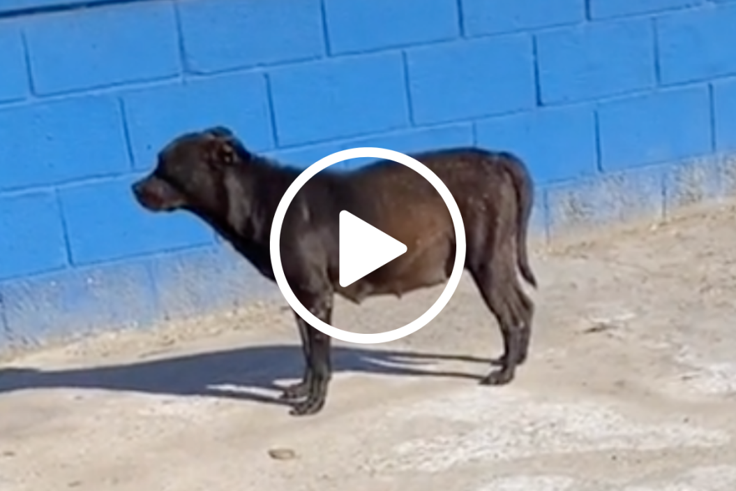 pregnant street dog rescued