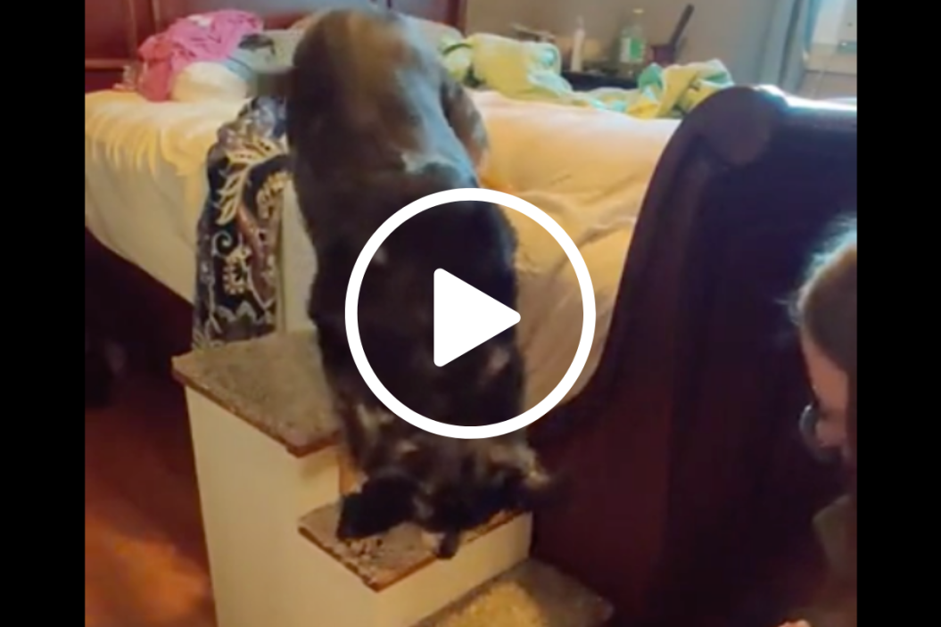 senior dog can't jump uses stairs