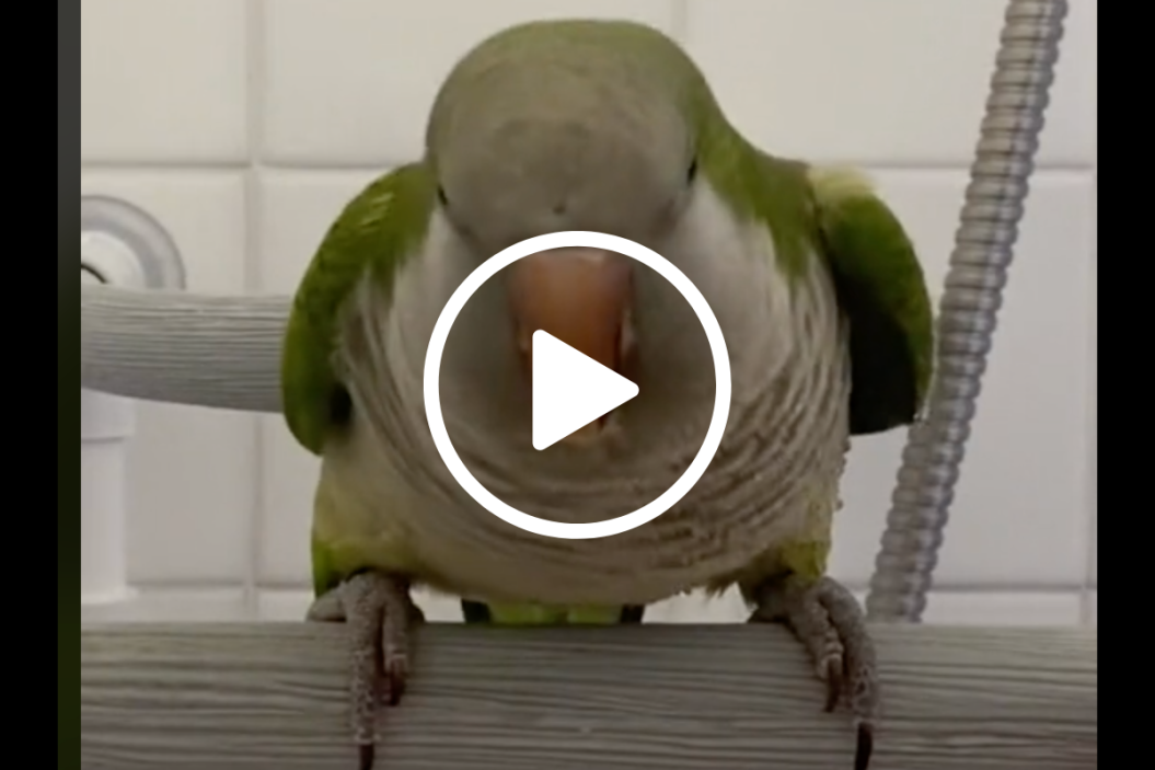 talking bird tiktok