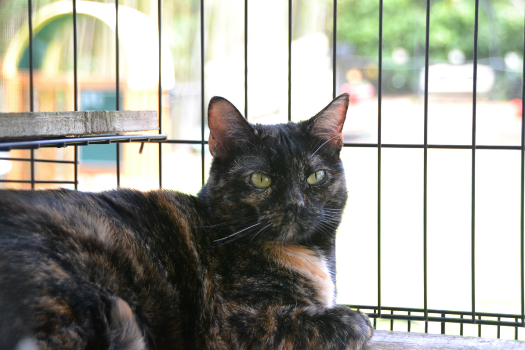 winterizing catio