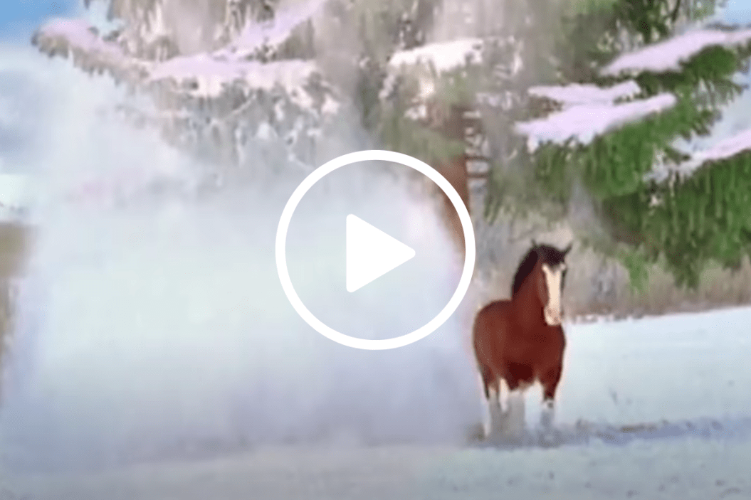 Budweiser Clydesdale Christmas commercial