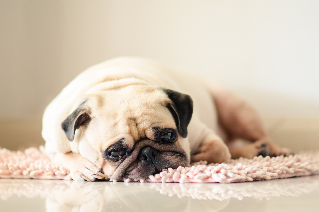 Sick pug on pink mat