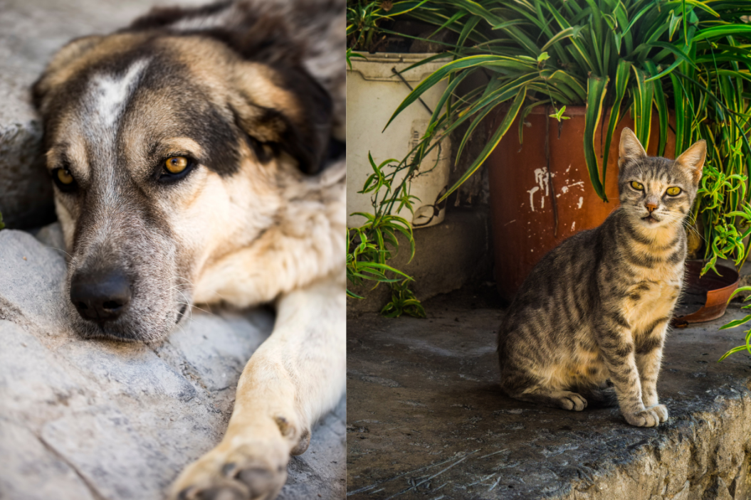 helping strays in winter