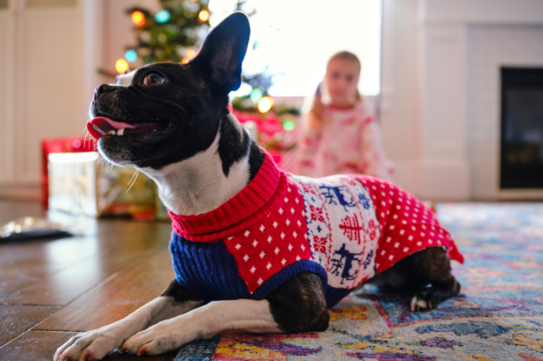 pet pajamas