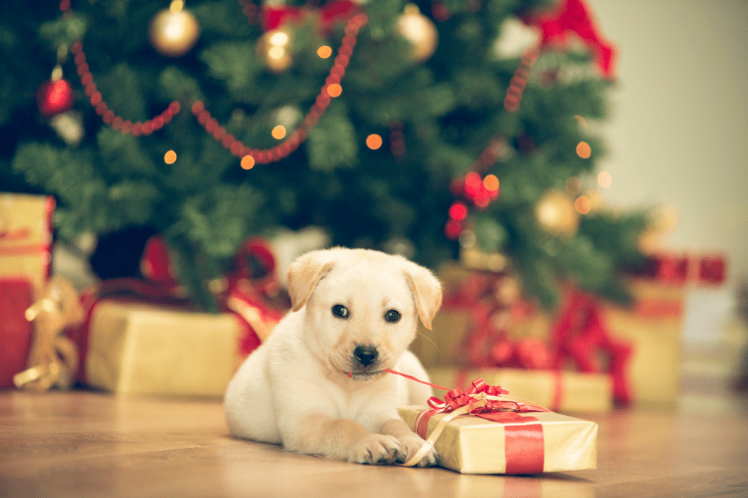 christmas gifts for dogs