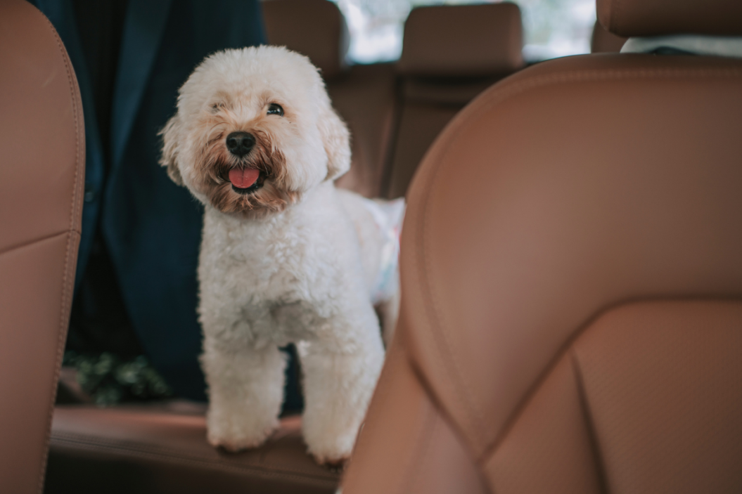 dog car seat covers