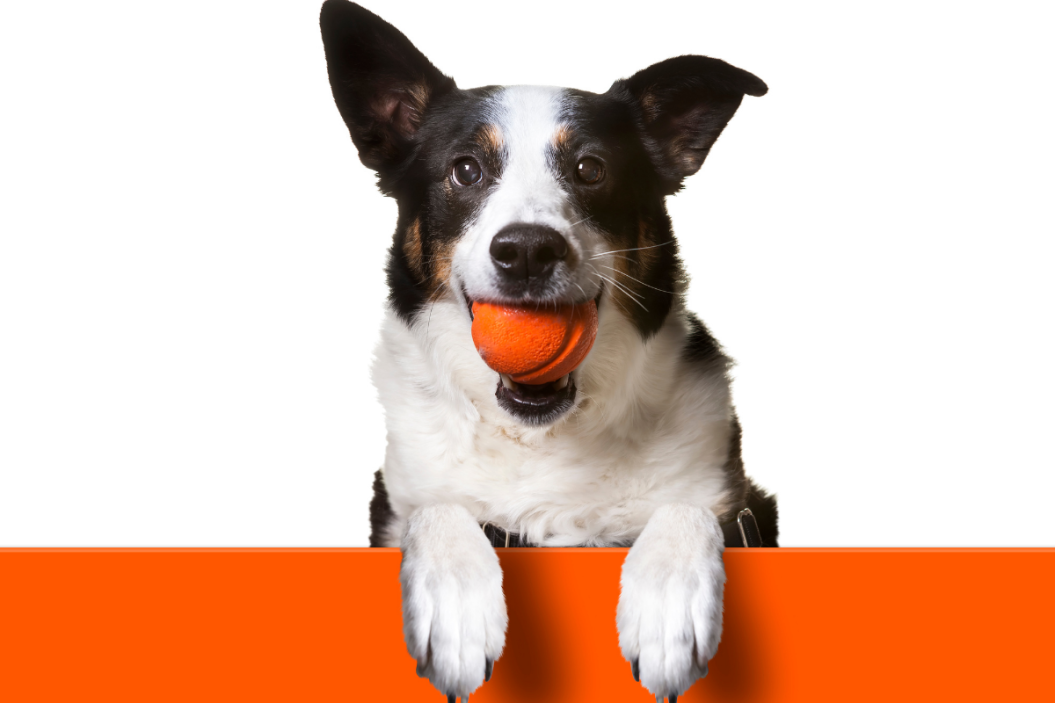 disney pet toys