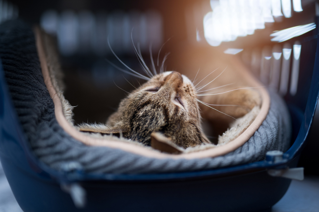 cat carrier bags