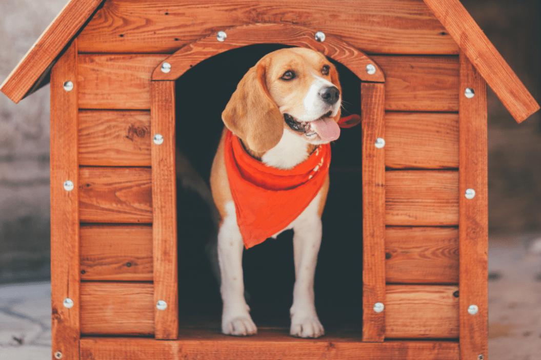 luxury dog house
