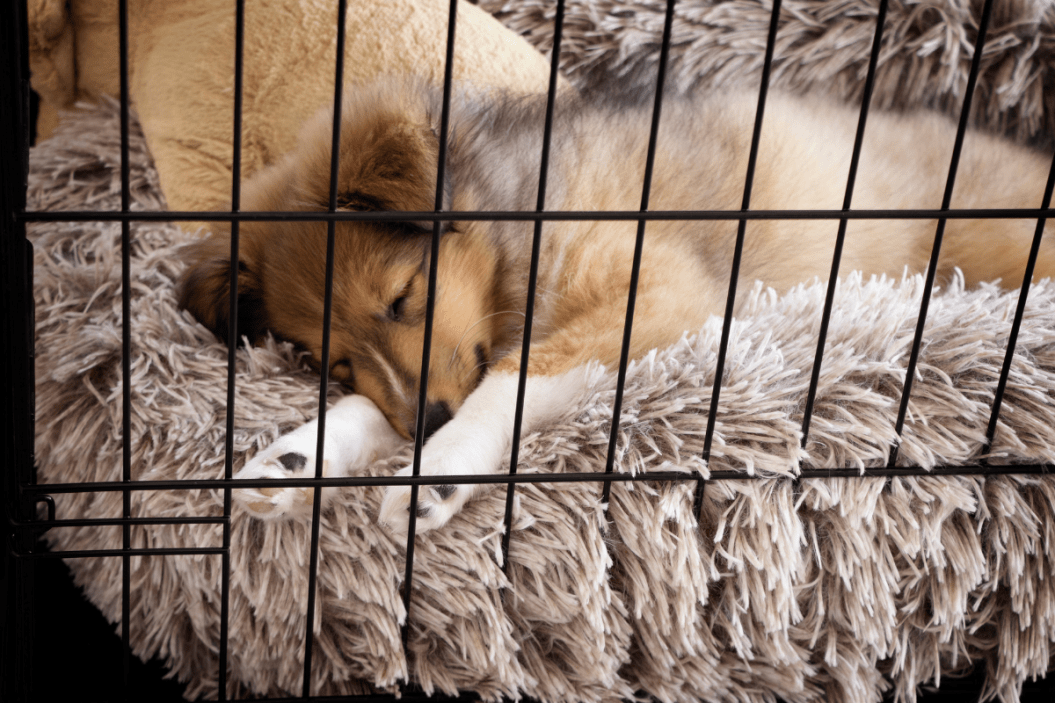 diggs revol dog crate