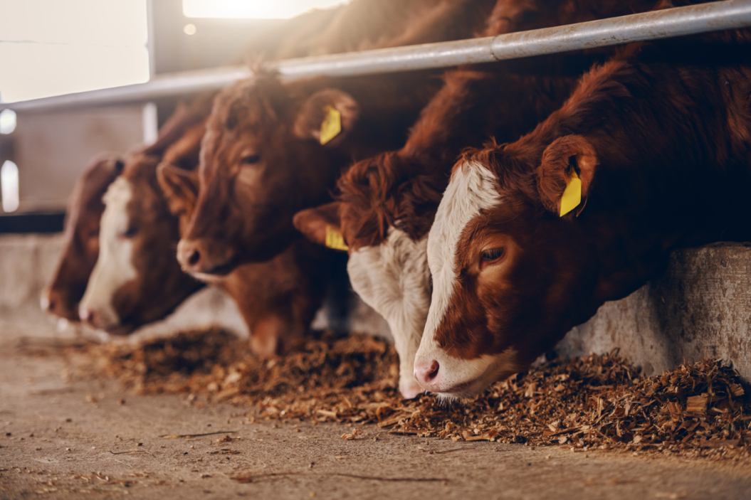 how much do cows cost