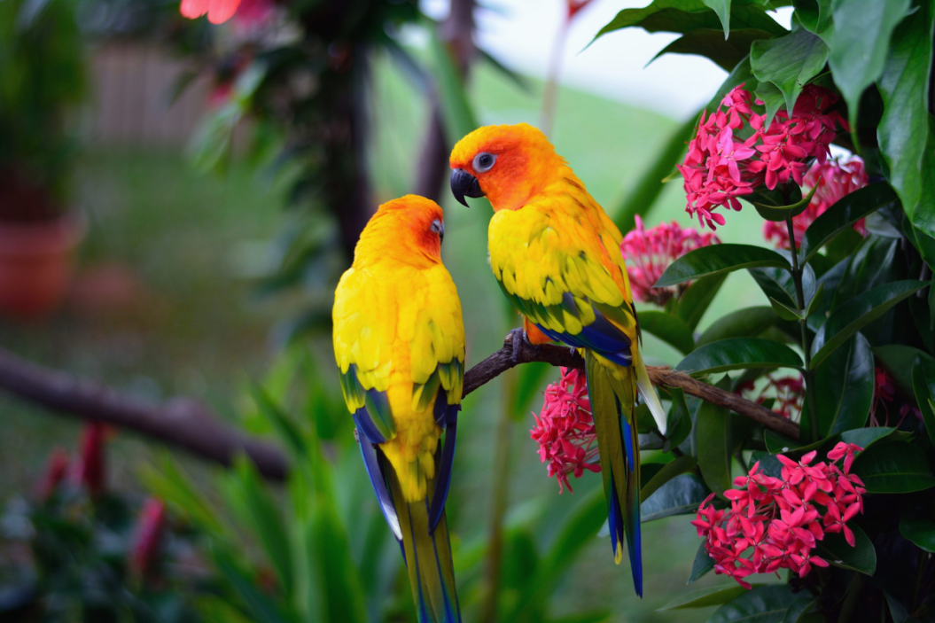 exotic birds