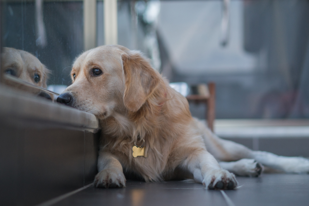 calming aids for pets