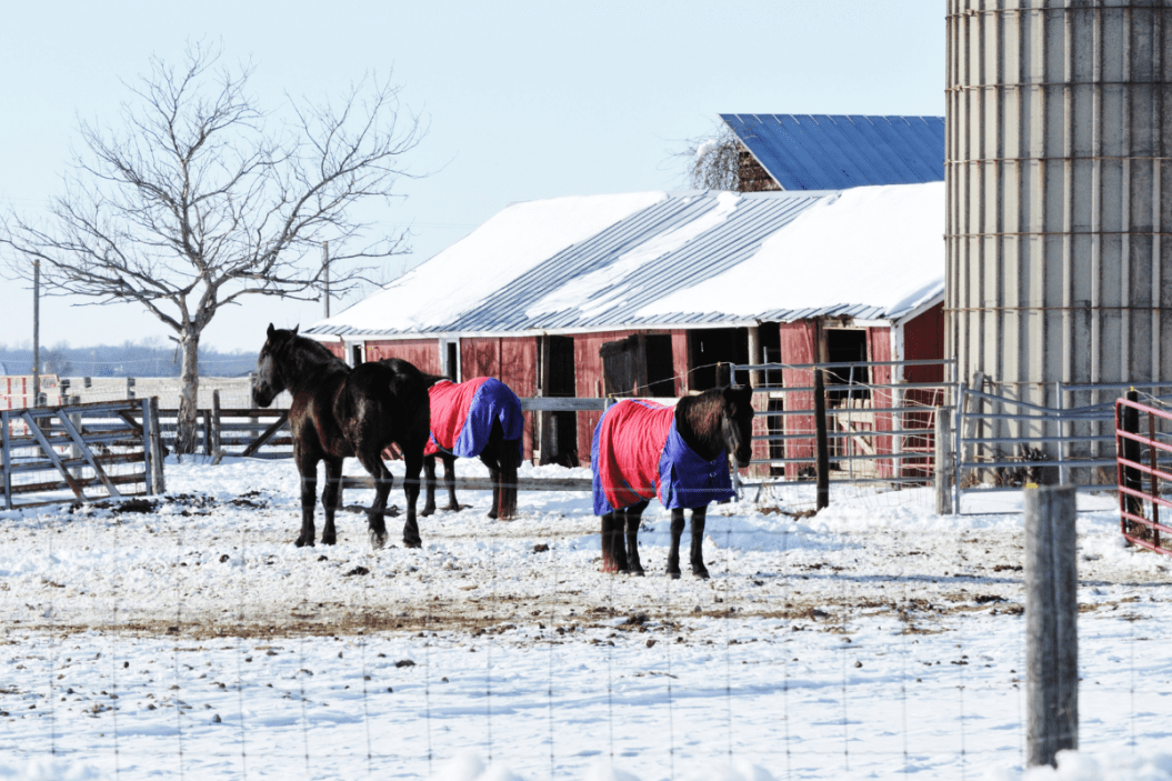 horse blankets