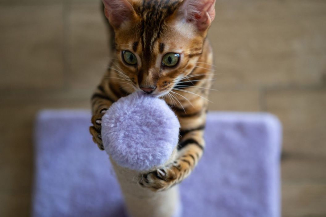 cat on cat scratching post