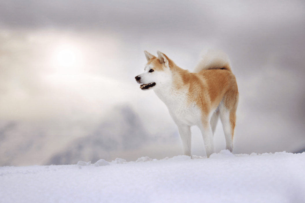 Cold weather dog breeds