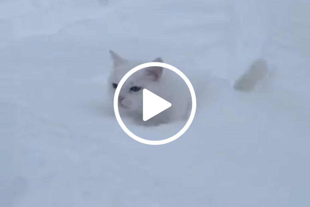 do cats like snow