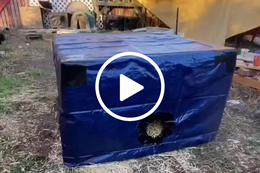 feral cat houses for winter