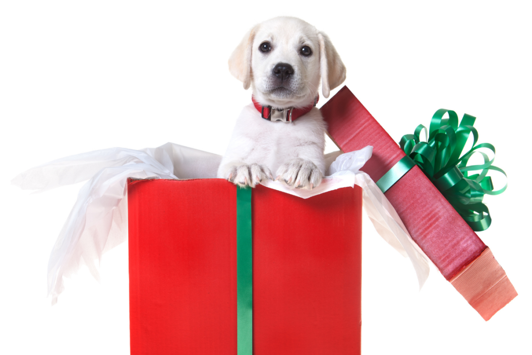 giving pets as gifts