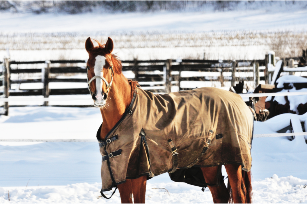 horse in winter