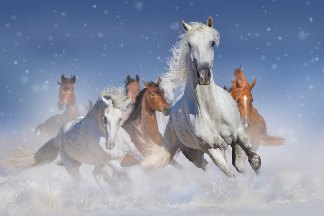 how cold can horses tolerate
