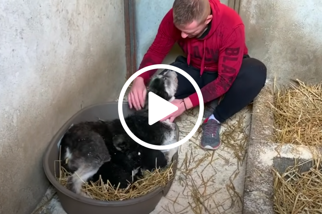 puppies saved from drain