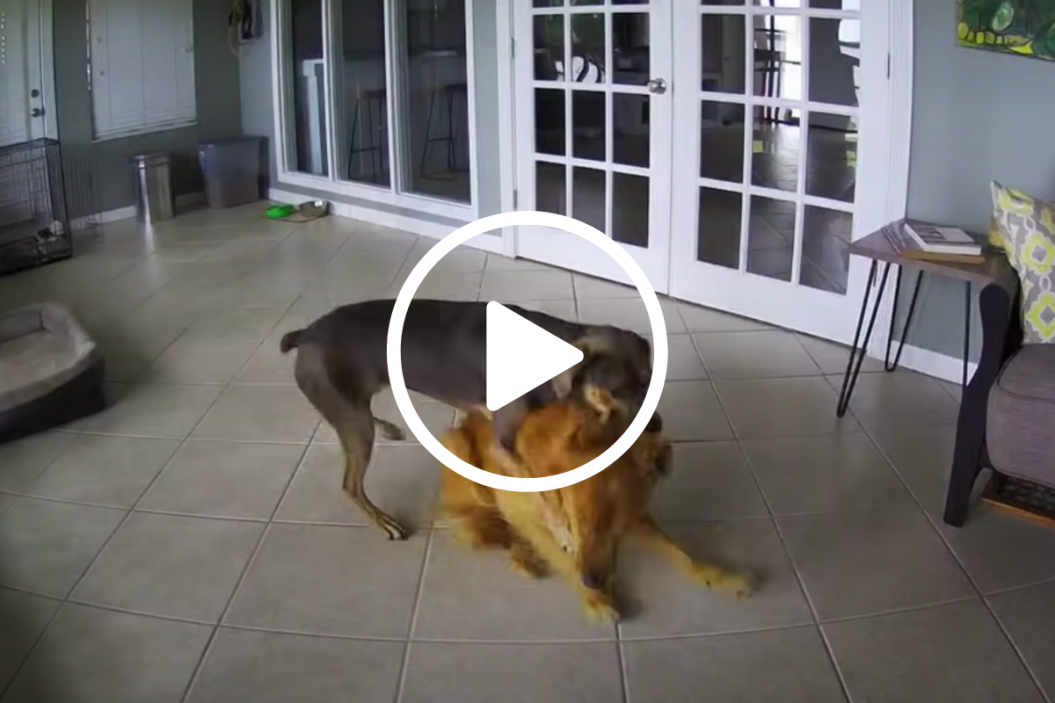 what does a seizure look like in a dog