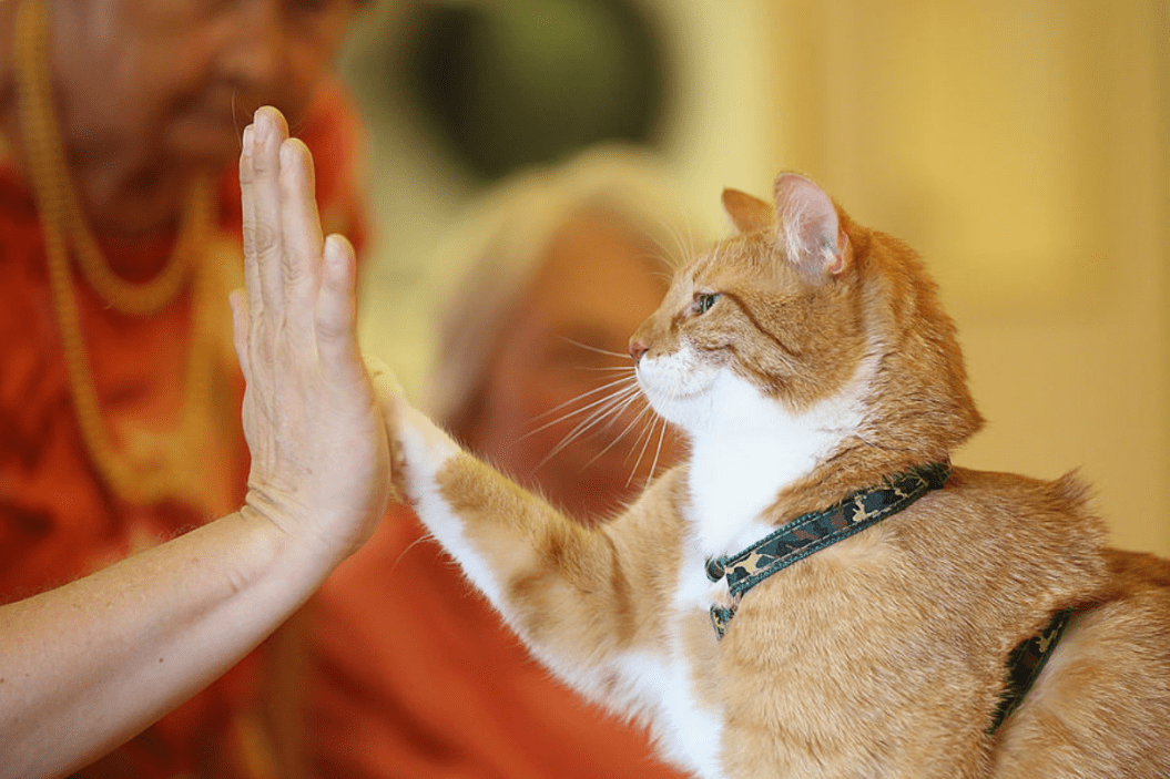 Therapy cat high-fives patient at an elderly home.