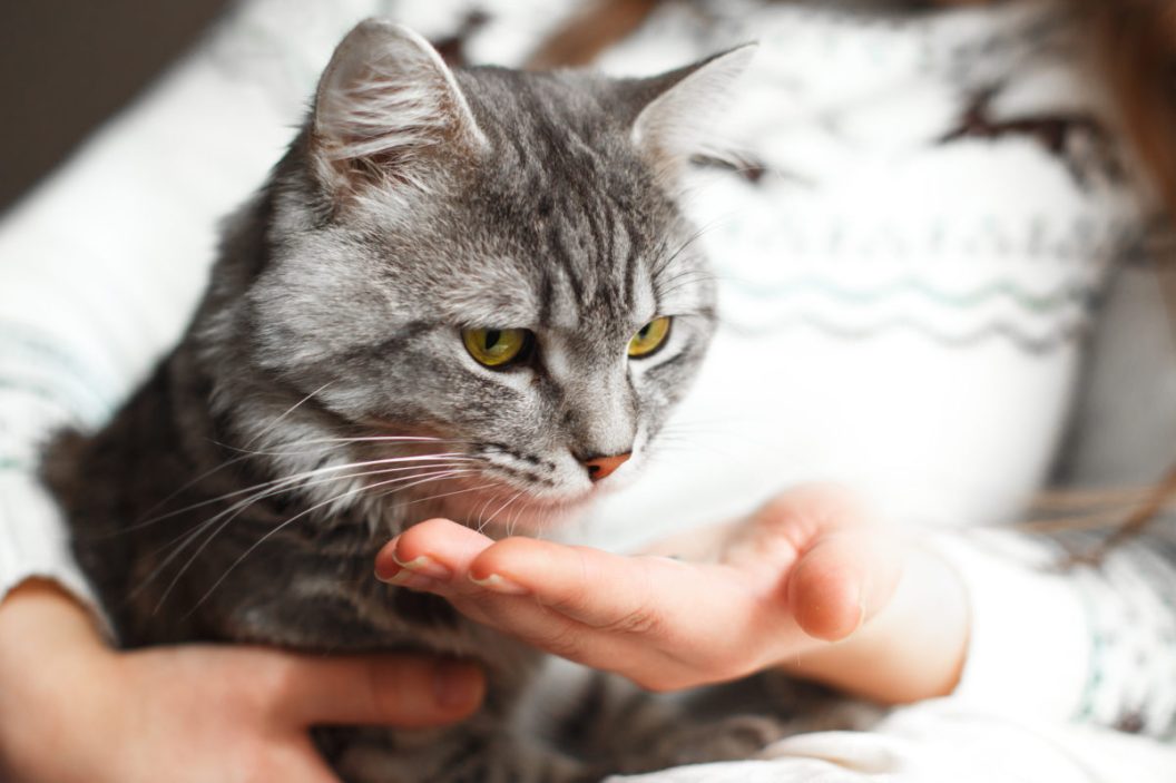 Woman at home holding her lovely fluffy cat and gives him a pill. Gray tabby cute kitten. Pets, veterinary and lifestyle concept.
